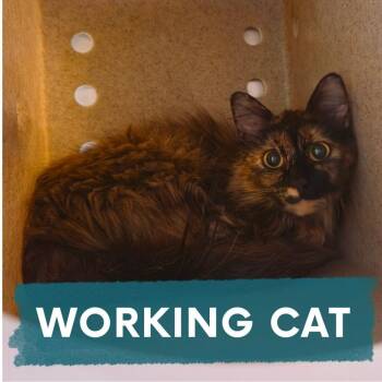 Francais -  Domestic Medium Hair Cat for Adoption in Asheville, North Carolina - Francais | PetCurious