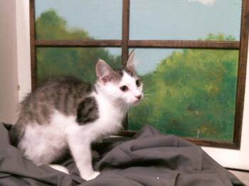 BAILEY -  Domestic Short Hair Cat for Adoption in Houston, Texas - BAILEY | PetCurious