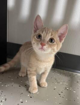 Nigel -  Domestic Short Hair Cat for Adoption in Hornell, New York - Nigel | PetCurious