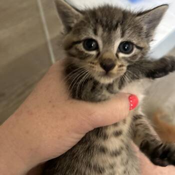 Lola(Kitten 5) -  Domestic Short Hair Cat for Adoption in Evensville, Tennessee - Lola(Kitten 5) | PetCurious