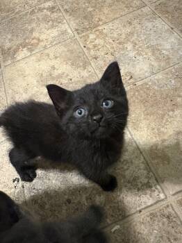 Domestic Short Hair Cats Available for Adoption in Columbia, South Carolina - Buddy Holly | PetCurious
