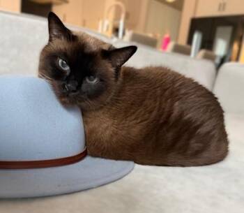 Kiki -  Siamese Cat for Adoption in Fairfax, Virginia - Kiki | PetCurious