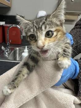 Rizzo -  Domestic Short Hair Cat for Adoption in Missoula, Montana - Rizzo | PetCurious