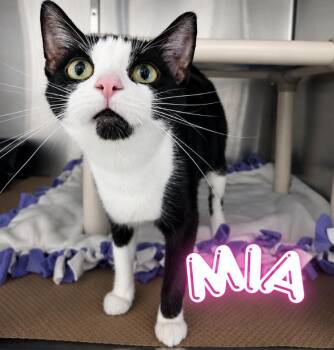 Mia -  Domestic Short Hair Cat for Adoption in Nevada, Iowa - Mia | PetCurious