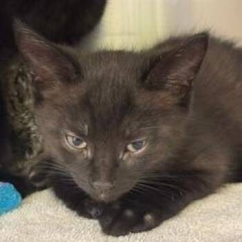 Marlin -  Domestic Short Hair Cat for Adoption in Burlington, Ontario - Marlin | PetCurious