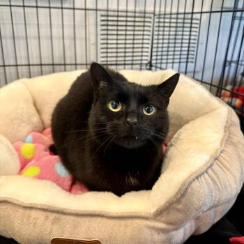 Domestic Short Hair Cats Available for Adoption in Louisville, Kentucky - Mama | PetCurious