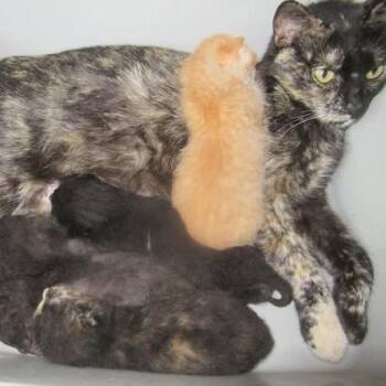 Peachy -  Domestic Short Hair Cat for Adoption in Rochester, Minnesota - Peachy | PetCurious