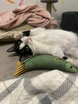 Rescue Tuxedo Cats for Adoption in Brantford, Ontario - Maggie | PetCurious