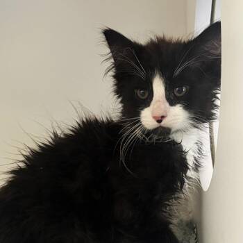 Domestic Long Hair Cats Available for Adoption in Ojai, California - Karter | PetCurious