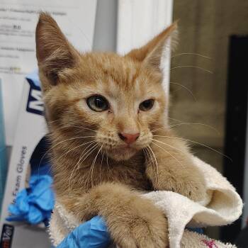Johnny Cash -  Domestic Short Hair Cat for Adoption in Springtown, Texas - Johnny Cash | PetCurious