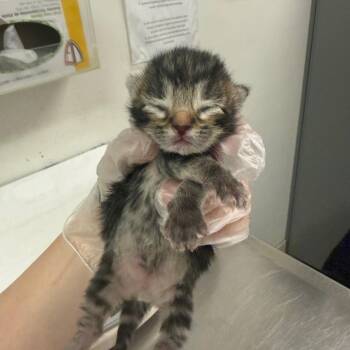Juniper -  Domestic Medium Hair Cat for Adoption in Charleston, West Virginia - Juniper | PetCurious