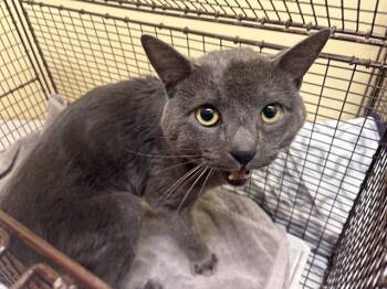 Domestic Short Hair Cats Available for Adoption in Tustin, California - LUKE CAGE | PetCurious