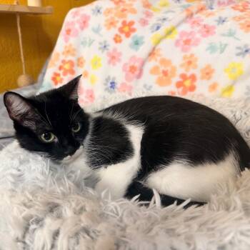 Daisie -  Domestic Short Hair Cat for Adoption in Lewisville, Texas - Daisie | PetCurious