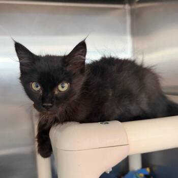 Oriole -  Domestic Short Hair Cat for Adoption in Spanish Fork, Utah - Oriole | PetCurious