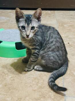 Dylan -  Tabby and Domestic Short Hair Cat for Adoption in Pensacola, Florida - Dylan | PetCurious