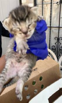 JUSTIN BIEBER -  Domestic Short Hair Cat for Adoption in Dallas, Texas - JUSTIN BIEBER | PetCurious