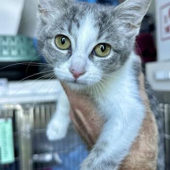 Smudge -  Domestic Short Hair Cat for Adoption in Matteson, Illinois - Smudge | PetCurious