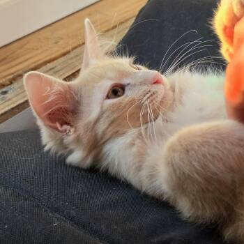 Meatball -  Tabby Cat for Adoption in Springfield, Oregon - Meatball | PetCurious