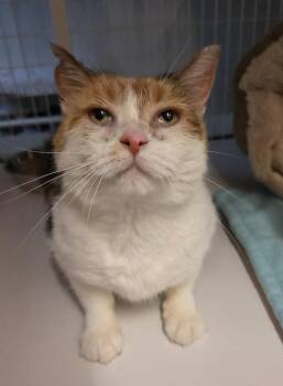 Foxy -  Domestic Short Hair and Calico Cat for Adoption in Williamsburg, Iowa - Foxy | PetCurious