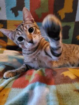 Rescue Domestic Short Hair Cats for Adoption in Spring, Texas - Jack - Riley Fuzzel Petsmart | PetCurious