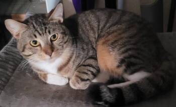 Domestic Short Hair Cats Available for Adoption in Battle Ground, Washington - Nugget | PetCurious