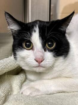 Domestic Short Hair Cats Available for Adoption in Wichita, Kansas - Cartoon Ham | PetCurious