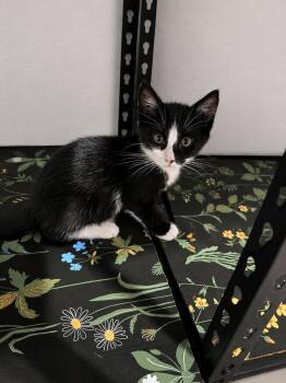 Domestic Short Hair Cats Available for Adoption in Rio Linda, California - Shaggy | PetCurious