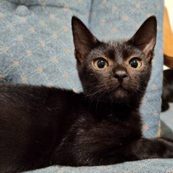 Rescue Domestic Short Hair Cats for Adoption in Merrifield, Virginia - Brynjolf Berkeley (Sapphire Kitten) | PetCurious
