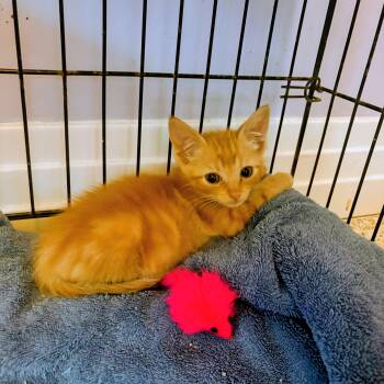 Rocky -  Domestic Short Hair Cat for Adoption in Treasure Island, Florida - Rocky | PetCurious