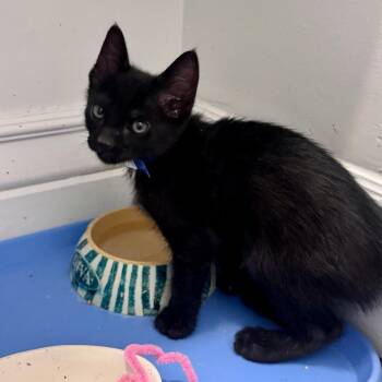 Green River -  Domestic Medium Hair Cat for Adoption in Murray, Utah - Green River | PetCurious