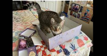 Domestic Short Hair Cats Available for Adoption in St. Augustine, Florida - Ashe | PetCurious