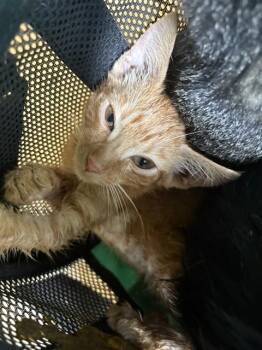 A478912 -  Domestic Short Hair Cat for Adoption in Oklahoma City, Oklahoma - A478912 | PetCurious