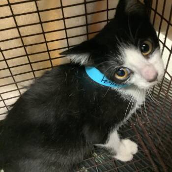 River -  Domestic Short Hair Cat for Adoption in Long Beach, California - River | PetCurious