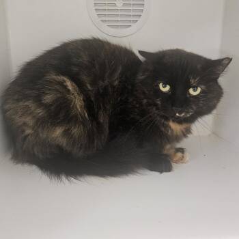 Daisy -  Domestic Long Hair Cat for Adoption in Fall River, Massachusetts - Daisy | PetCurious