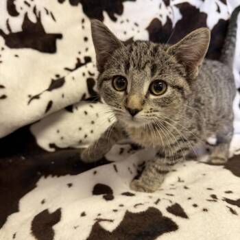 Rice Krispies -  Domestic Short Hair Cat for Adoption in Buffalo, Minnesota - Rice Krispies | PetCurious