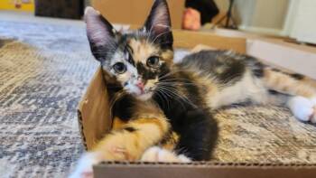SESAME SNICKERDEEDOO -  Domestic Short Hair Cat for Adoption in Burbank, California - SESAME SNICKERDEEDOO | PetCurious