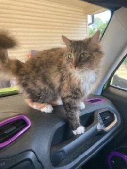 Meryl -  Domestic Long Hair Cat for Adoption in Herndon, Virginia - Meryl | PetCurious