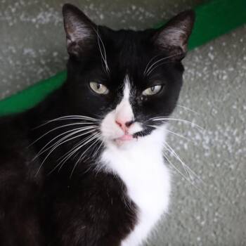 Rescue Domestic Short Hair Cats for Adoption in Tucson, Arizona - Ritz | PetCurious