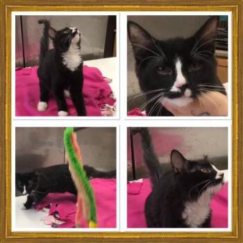 BARNABUS -  Domestic Medium Hair Cat for Adoption in Buckhannon, West Virginia - BARNABUS | PetCurious