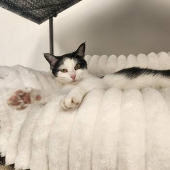 Pen -  Domestic Short Hair Cat for Adoption in Brockton, Massachusetts - Pen | PetCurious