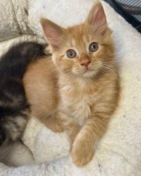 Buttons -  Domestic Medium Hair Cat for Adoption in Westlake Village, California - Buttons | PetCurious