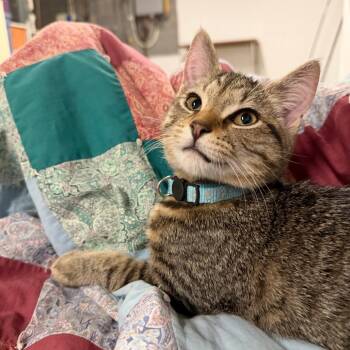 Rescue Domestic Short Hair Cats for Adoption in Harrisonburg, Virginia - Bentley | PetCurious