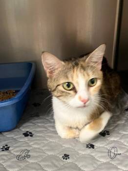 Pizza -  Domestic Short Hair Cat for Adoption in Lunenburg, Massachusetts - Pizza | PetCurious