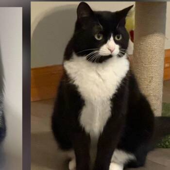 Socks -  Domestic Short Hair Cat for Adoption in Bristol, Indiana - Socks | PetCurious