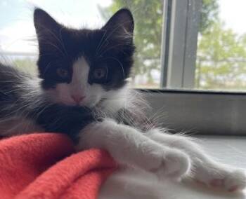 Reservoir -  Domestic Short Hair Cat for Adoption in Westland, Michigan - Reservoir | PetCurious