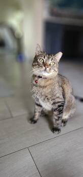 Domestic Short Hair Cats Available for Adoption in Denver, Colorado - Ricky Martin | PetCurious