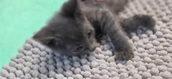 Haze -  Domestic Long Hair Cat for Adoption in Crossville, Tennessee - Haze | PetCurious