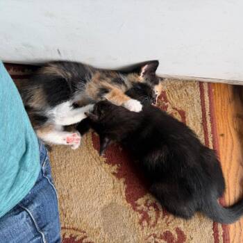 Starfire -  Domestic Short Hair Cat for Adoption in Silver Spring, Maryland - Starfire | PetCurious
