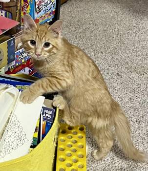 Cheddar -  Domestic Short Hair Cat for Adoption in Faribault, Minnesota - Cheddar | PetCurious