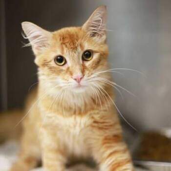 Domestic Short Hair Cats Available for Adoption in Atlanta, Georgia - Yoga | PetCurious